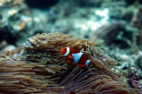 20 Best Scuba Diving Spots in the Philippines - Where to Go Diving in ...