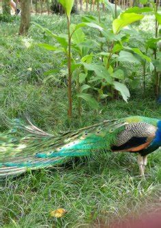 Victoria's Secret-Peacock and its audiance Panda, China | Synotrip