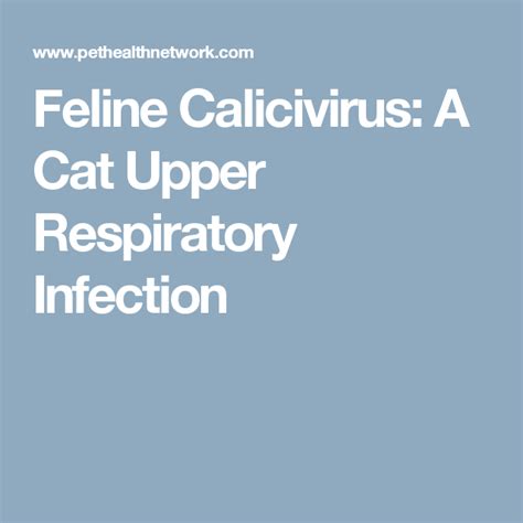 Feline Calicivirus: A Cat Upper Respiratory Infection | Upper ...