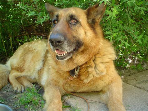 File:German Shepherd (aka Alsatian and Alsatian Wolf Dog), Deutscher Schäferhund (folder II) 09 ...