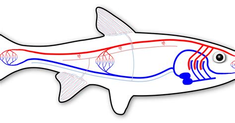 In fish blood vessels can develop from lymphatics | Lymphangiogenesis Research and Antibody ...