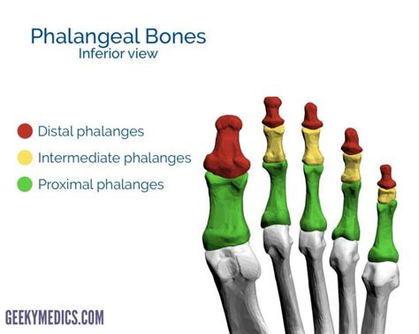 Bones of the Foot | Tarsal bones - Metatarsal bone | Geeky Medics