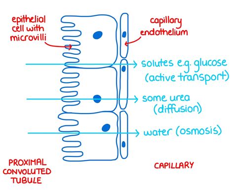 Ultrafiltration and Selective Reabsorption in The Kidneys - Homeostasis Ep 5 - Zoë Huggett Tutorials