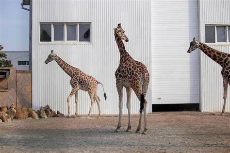 Premium Photo | Giraffes walk around the enclosure a small enclosure in ...