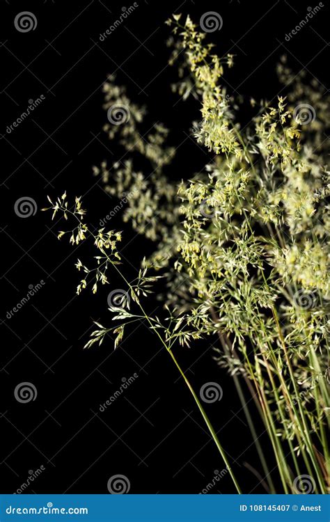 Poa grass bloom stock image. Image of dark, flower, fescue - 108145407