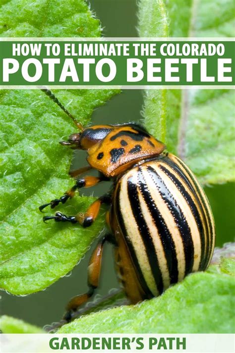 How to Control and Get Rid of Colorado Potato Beetles | Gardener’s Path