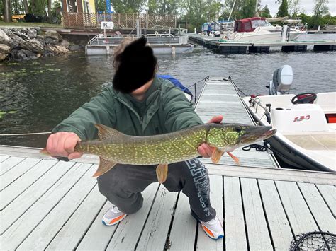 Pike/Pickerel Hybrid best looking fish in the lake : r/Fishing