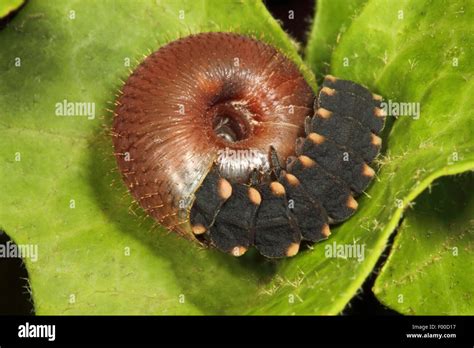 glowworm, glow-worm, great European glow-worm beetle (Lampyris noctiluca), beetle larva of the ...