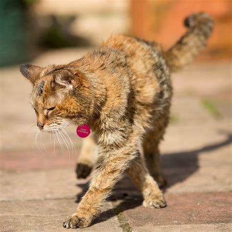 Poppy, the World's Oldest Living Cat, Has Passed Away