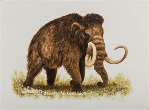 Woolly Mammoth - Bering Land Bridge National Preserve (U.S. National ...