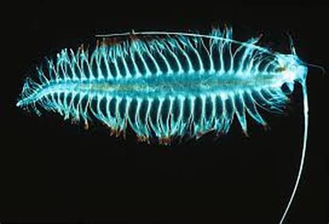 Biotic Factors - Hydrothermal Vents