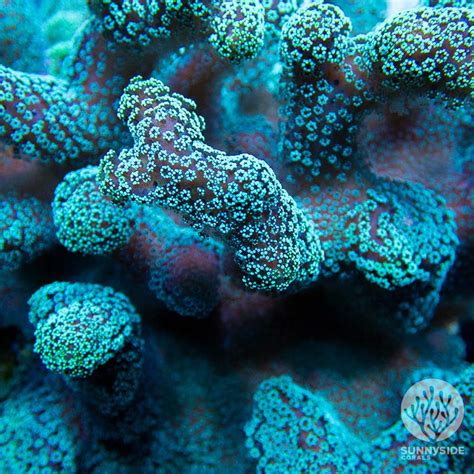 LPS Vs SPS Coral: Understanding The Differences | Sunnyside Corals