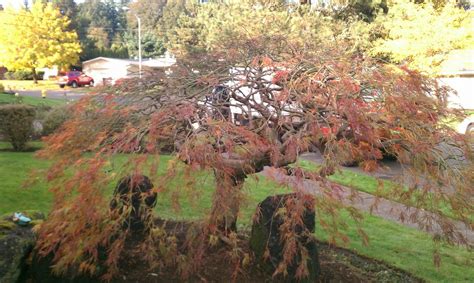 How to Prune a Japanese Maple Tree - Japanese Maple Tree Pruning - Expert Techniques for Beauty ...