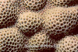 Brigham's Coral, Porites brighami