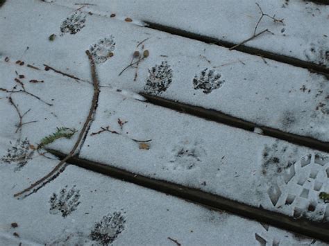 Raccoon Tracks In The Snow Photos