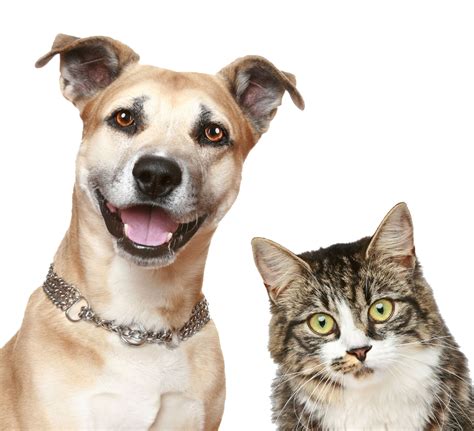 Dog Cat Puppy Pet sitting - Pet dog cat png download - 1000*910 - Free ...