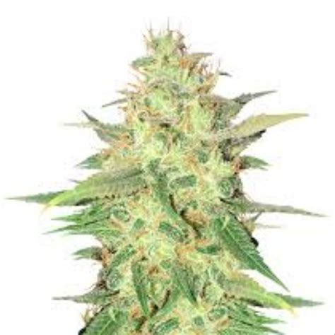 Seed Bank: Strawberry Cough Seeds | Leafly