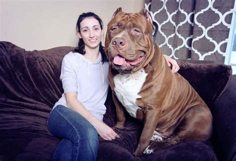 175lb Hulk Is The World's Largest Pit Bull