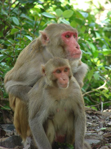 Booty Call: How Monkeys Spot a Fertile Mate | Live Science