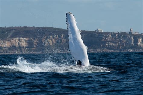 Humpback whale migration - the greatest wildlife spectacle in Sydney