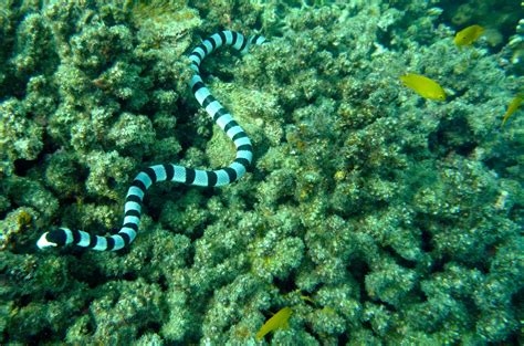 ADAM JADHAV » banded sea krait