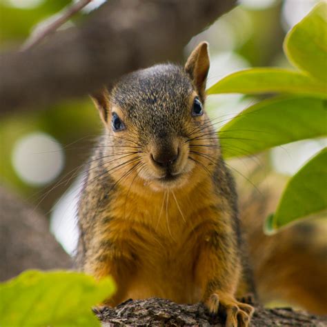 Squirrel | Eastern Fox Squirrel | suzeesusie | Flickr