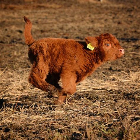 20+ Adorable Photos of Fuzzy Highland Cattle Calves