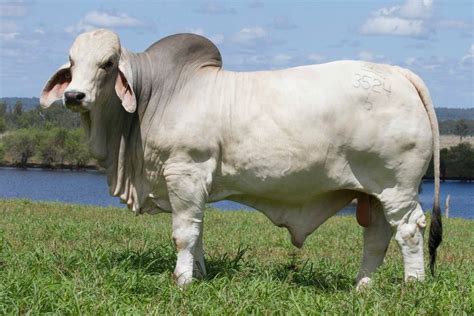 NCC Brahman bull breaks Australian record selling for $325,000 ...