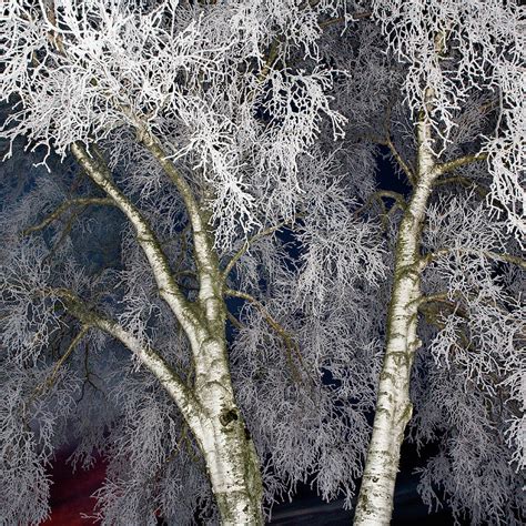 Birch Tree In Winter Frost, Night Photograph by Roine Magnusson - Fine ...