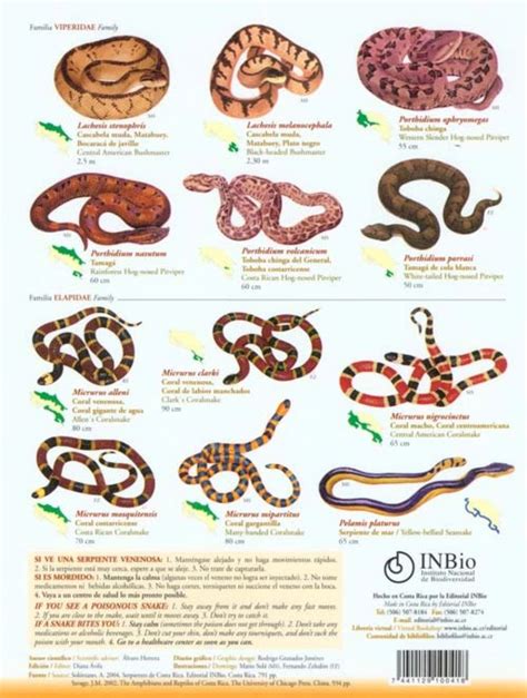 174618_1.jpg (960×1273) | Snake, Viperidae, Species