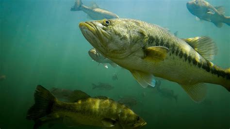 Largemouth Bass Underwater