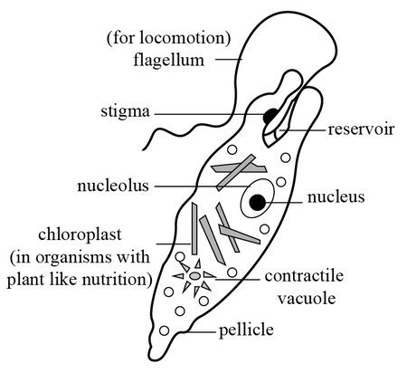 Make a detailed study on Phylum Protozoa taking an example with a ...