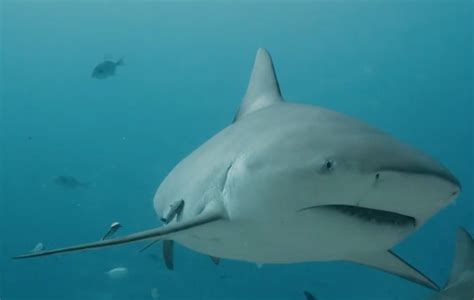 Bull shark sightings in the Midwest could rise with a warming climate