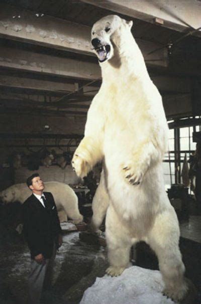 Replica of largest polar bear in recorded history. 11 feet tall and ...