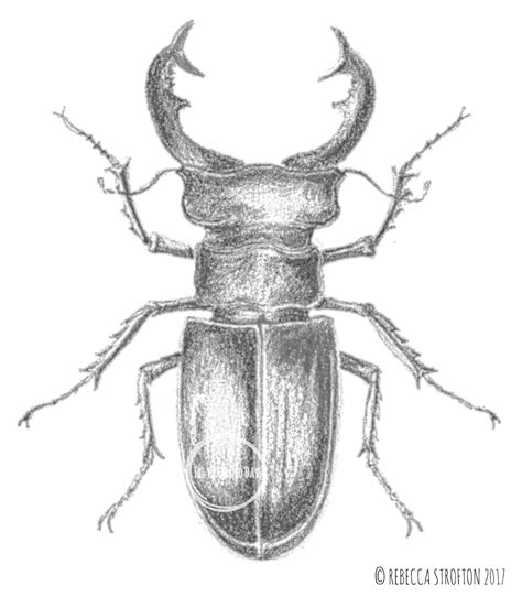 Unique scientifically accurate pencil drawing of a Stag Beetle Stag ...