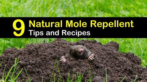 9 Easy-to-Make Mole Repellents