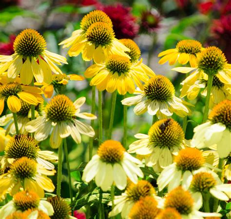 Echinacea purpurea 'Mellow Yellows' MELLOW YELLOW CORNFLOWERS - SeedScape