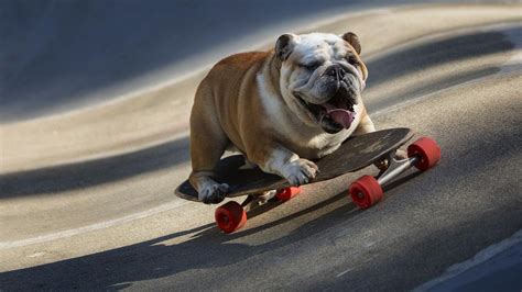 George the skateboarding dog - YouTube