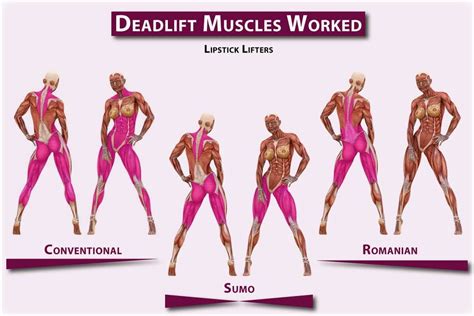 What Muscles Do Deadlifts Work? - Lipstick Lifters in 2020 | Deadlift muscles worked, Deadlift ...