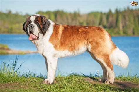 Saint Bernard Dog Breed Information, Buying Advice, Photos and Facts ...