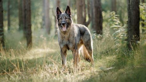 German Shepherd Wolf Mix Facts: Origin, Behavior & Training