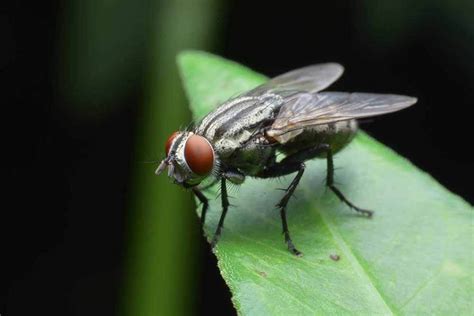 Cluster Fly Removal - Hogarth's Pest Control in Northern Michigan