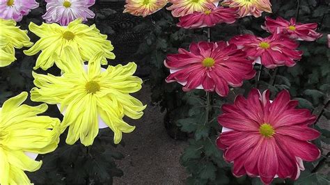 Chrysanthemum flower festival in Japan, Kiku Matsuri - YouTube