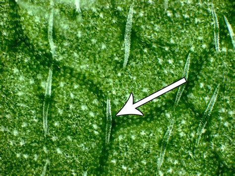 Cell Types, Trichomes