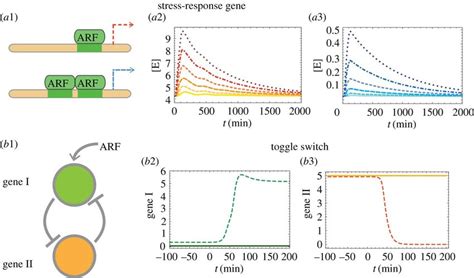 Responses to auxin signaling based on our new calibrated model: cases... | Download Scientific ...