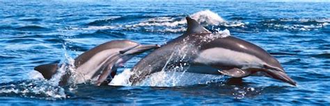 Dolphin Habitat and Distribution