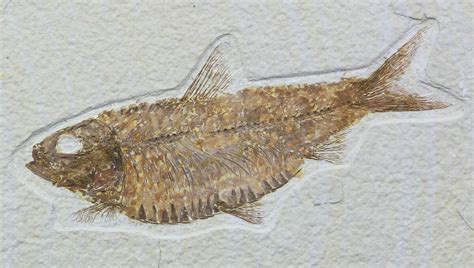 4.65" Knightia Alta Fossil Fish - Wyoming (#57065) For Sale - FossilEra.com