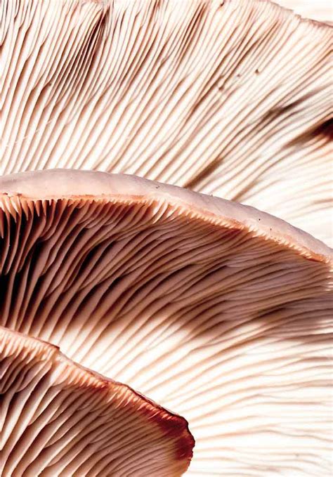 4 Benefits of Beta-glucan supplements - Mushroom News