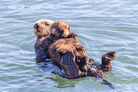 Otters Holding Hands: Why Do They Do it? - Wide Open Spaces