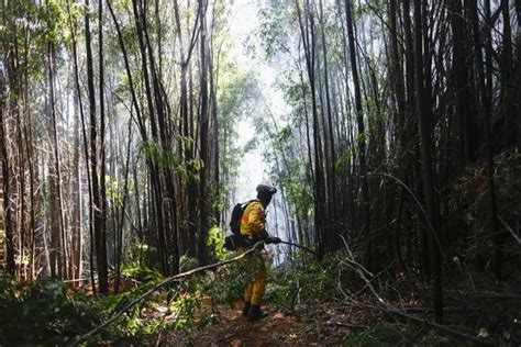 Chile estima que el 25% de los incendios de 2023 han sido intencionales – Diario La Hora